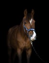 Trakehner stallion horse on black background Royalty Free Stock Photo