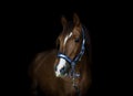 Trakehner stallion horse on black background Royalty Free Stock Photo