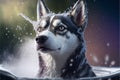 Beautiful Siberian Husky dog in a bath Royalty Free Stock Photo