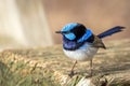 Wild Male Superb Fairy Wren, Werribee, Victoria, Australia, August 2019 Royalty Free Stock Photo