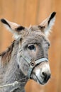 Portrait of stupid donkey