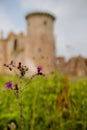 Purple Flower with the Ruins of the Caerlaverock Castle as Background