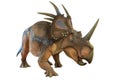 Portrait of styracosaurus isolated on white background.Styracosaurus is an herbivore dinosaur lived in cretaceous period Royalty Free Stock Photo