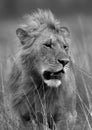 A portrait of a subadult lion at Masai Mara, Kenya Royalty Free Stock Photo
