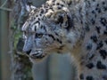 Portrait of subadult young Snow leopard, Uncia uncia