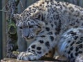 Portrait of subadult young Snow leopard, Uncia uncia Royalty Free Stock Photo