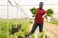 Successful African American farmer with Swiss chard