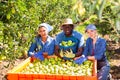 Successful farmers sitting in orchard near box of harvesed pears