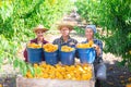 Successful team of farmers standing in garden near box of peaches