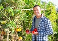 Young gardener harvesting ripe tomatoes at smallholding