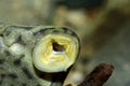 Portrait of suckermouth fish