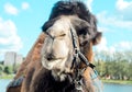 Portrait of a sullen camel on the river bank.