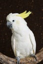 Portrait of Sulphur-crested Cockatoo Royalty Free Stock Photo