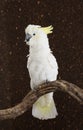 Portrait of Sulphur-crested Cockatoo Royalty Free Stock Photo