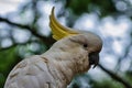 Portrait of a sulphur-crested cockatoo (Cacatua galerÃÂ­a)