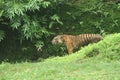 portrait of a Sumatran tiger coming out of the bush