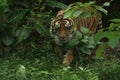 portrait of a Sumatran tiger coming out of the bush