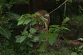 portrait of a Sumatran tiger coming out of the bush