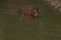 a sumatrantiger drinking in a puddle Royalty Free Stock Photo