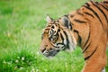 Portrait of Sumatran Tiger Panthera Tigris