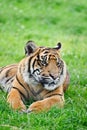 Portrait of Sumatran Tiger Panthera Tigris Sumatre