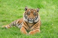 Portrait of Sumatran Tiger Panthera Tigris Sumatre