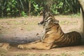 portrait of a sumatran tiger sitting in the ground Royalty Free Stock Photo