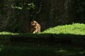 portrait of a Sumatran tiger watching over its territory