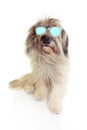 Portrait summer furry catalan sheep dog with colorful sunglasses. Isolated on white background