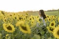 Portrait In Summer. Sunflower On Hand. Beautiful Young Asian Girl Holding Flower On Hand In Sunflower Field At Sunset