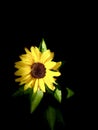 Portrait of sun flower Royalty Free Stock Photo