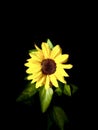 Portrait of sun flower Royalty Free Stock Photo