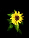 Portrait of sun flower Royalty Free Stock Photo