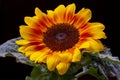 Portrait of sunflower on the black background Royalty Free Stock Photo