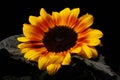 Portrait of sunflower on the black background Royalty Free Stock Photo