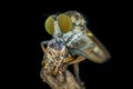 Portrait of super mini robber fly Close up. Royalty Free Stock Photo