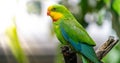 Portrait of a Superb Parrot Royalty Free Stock Photo