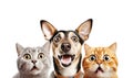 Portrait of Surprised Animals. Isolated Royalty Free Stock Photo