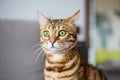 Portrait of a surprised Bengal cat in a house with a blurry background Royalty Free Stock Photo