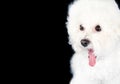 Portrait of a surprised bichon frise dog isolated on black Royalty Free Stock Photo