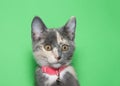 portrait of a surprised calico kitten wearing a pink collar with bell Royalty Free Stock Photo