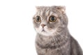 Portrait of a surprised cat breed Scottish Fold. Royalty Free Stock Photo