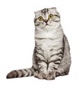 Portrait of a surprised cat Scottish Fold Straight, Cat sleeping on the ground And pondering the past stories in life, the Cute ca Royalty Free Stock Photo