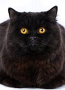 Portrait of a surprised cat Scottish Straight, closeup Royalty Free Stock Photo