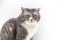 Portrait of a surprised cat Scottish Straight Royalty Free Stock Photo