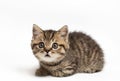 Portrait of a surprised cat Scottish Straight, closeup, isolated on white background Royalty Free Stock Photo