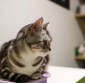 Cat wearing party hat, cute fluffy orange cat, kitty cat sitting in the floor, Portrait of a beautiful gray striped cat close up. Royalty Free Stock Photo