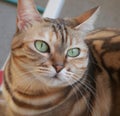 Cat wearing party hat, cute fluffy orange cat, kitty cat sitting in the floor, Portrait of a beautiful gray striped cat close up. Royalty Free Stock Photo