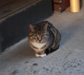 Cat wearing party hat, cute fluffy orange cat, kitty cat sitting in the floor, Portrait of a beautiful gray striped cat close up. Royalty Free Stock Photo