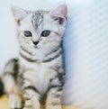 Cat wearing party hat, cute fluffy orange cat, kitty cat sitting in the floor, Portrait of a beautiful gray striped cat close up. Royalty Free Stock Photo